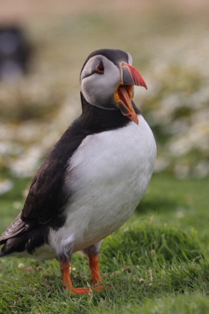 Puffins