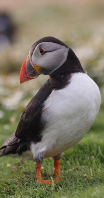 Puffins
