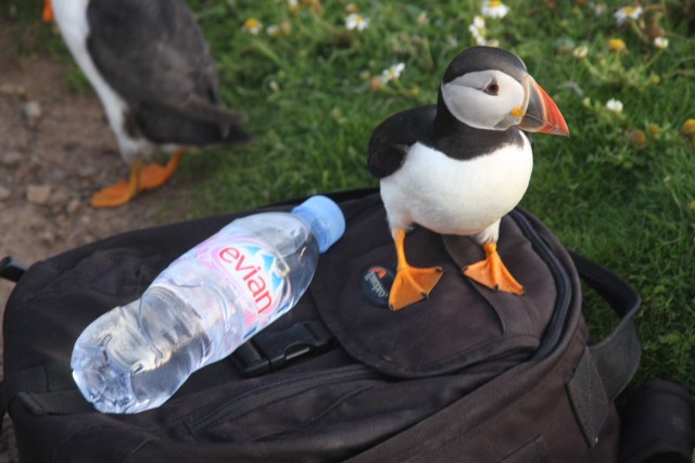Puffins