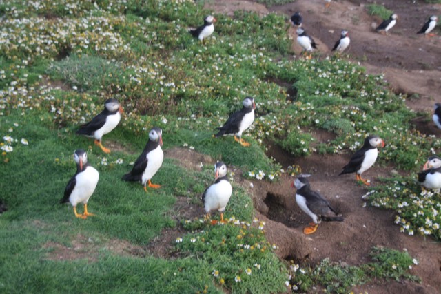 Puffins
