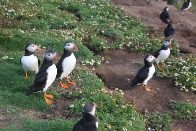Puffins