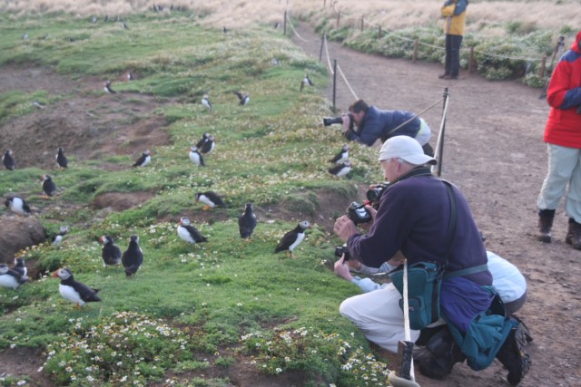 Puffins