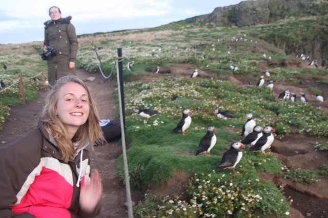 Puffins
