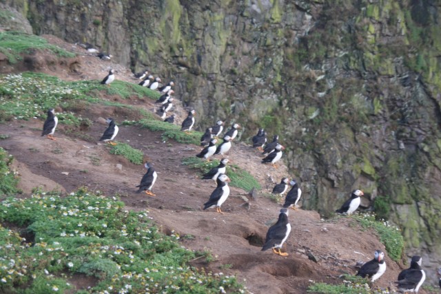Puffins