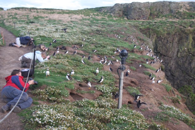 Puffins