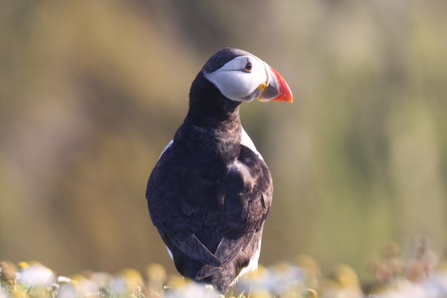 Puffins