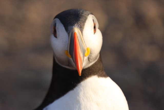 Puffins