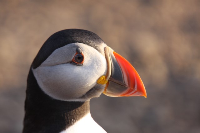 Puffins