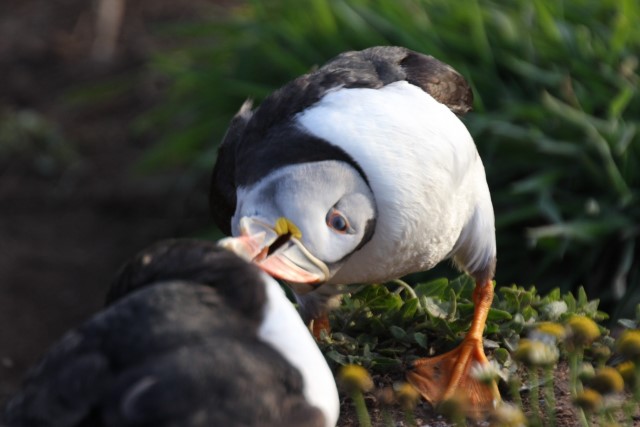 Puffins