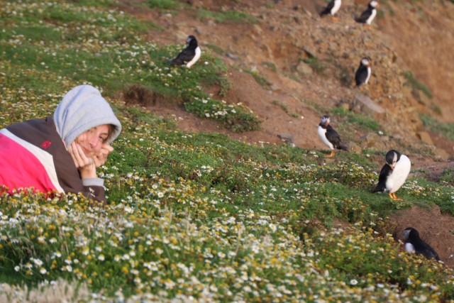 Puffins