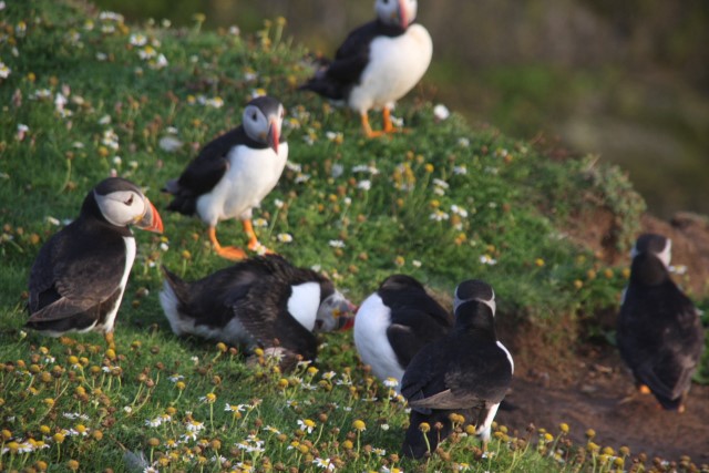 Puffins