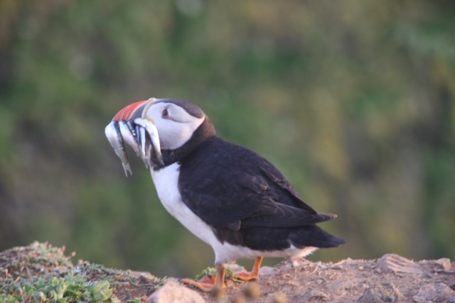 Puffins