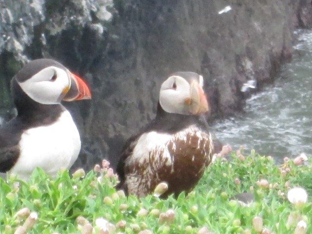 Puffins