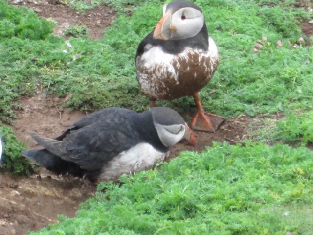 Puffins