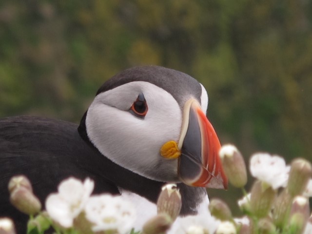 Puffins