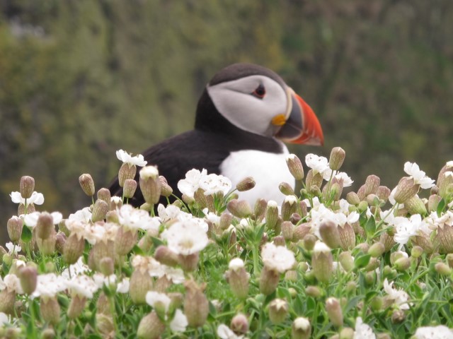 Puffins
