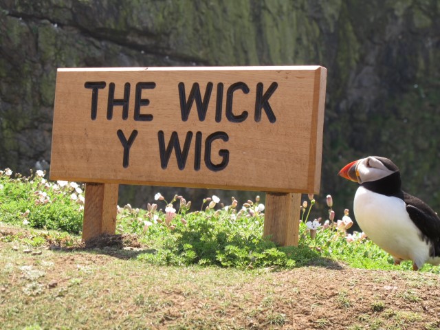 Puffins