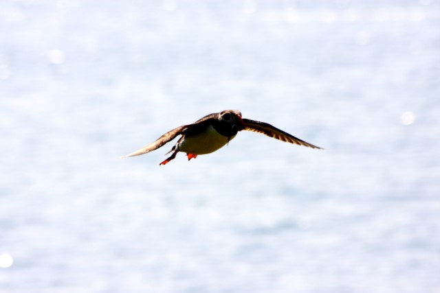 Puffins