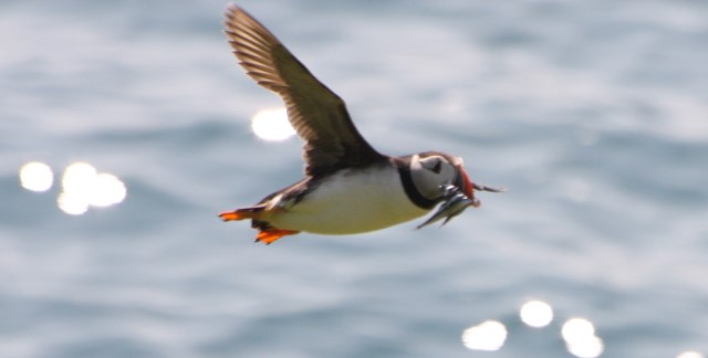 Puffins