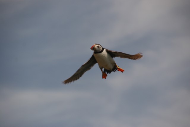 Puffins