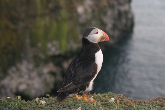 Puffins