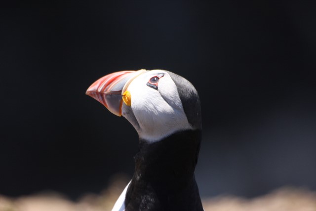 Puffins