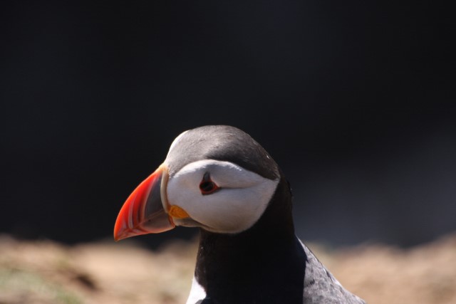 Puffins