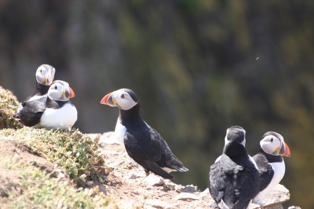 Puffins