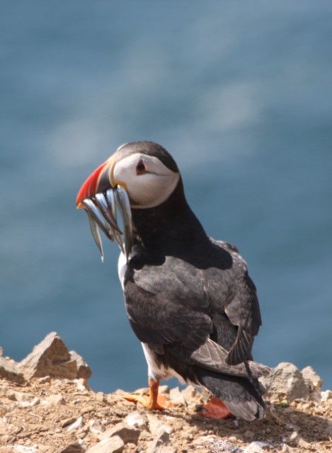 Puffins
