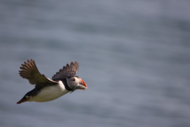 Puffins