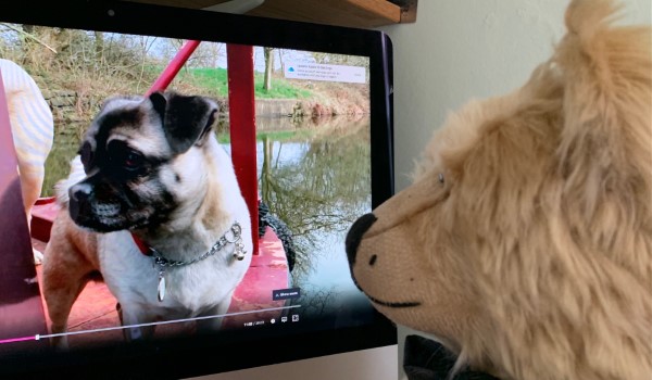 Tim, Tracey and Guide Dog Loki on The One Show.