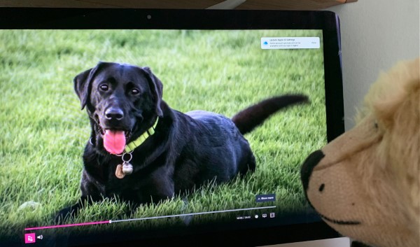 Tim, Tracey and Guide Dog Loki on The One Show.