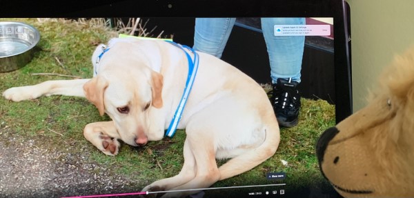 Tim, Tracey and Guide Dog Loki on The One Show.