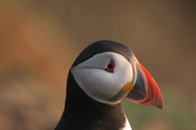 Puffins