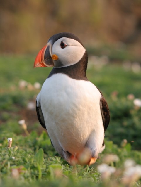 Puffins