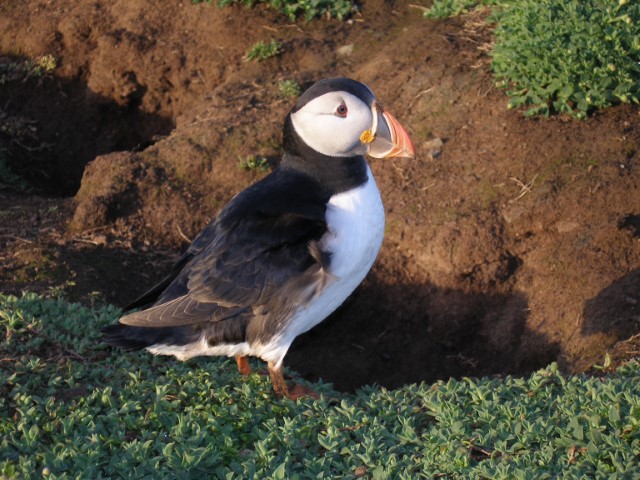 Puffins