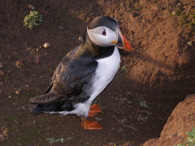 Puffins