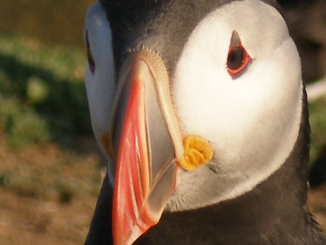 Puffins