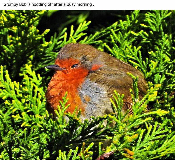 Grumpy Bob, the Robin.