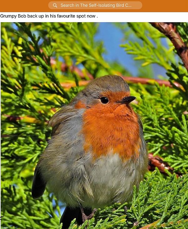 Grumpy Bob, the Robin.