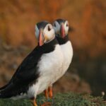 A pair of Puffins.