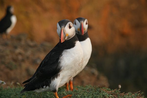 A pair of Puffins.