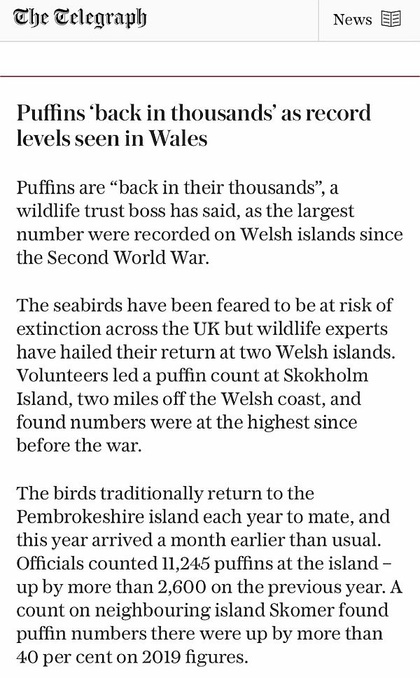 Puffins article in the Telegraph.