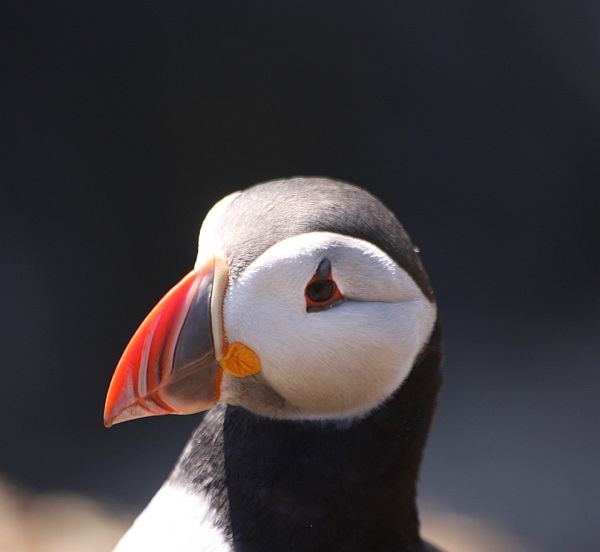 A Puffin's Head.