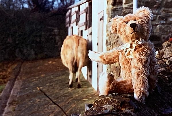 Bertie, pointing at a cow's bum, with his nose in the air!