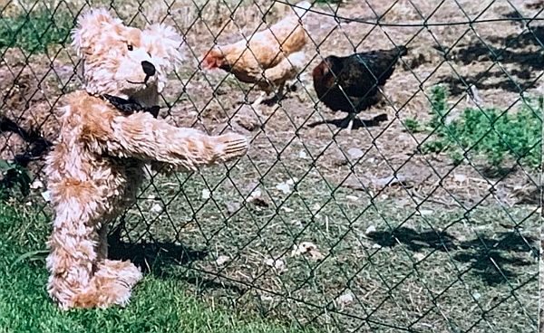 Bertie looking at some chickens through a wire fence.