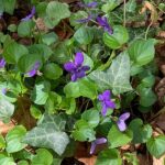 Update. Wild Violet.