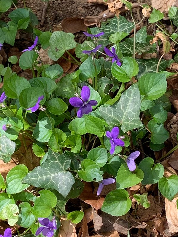 Update. Wild Violet.