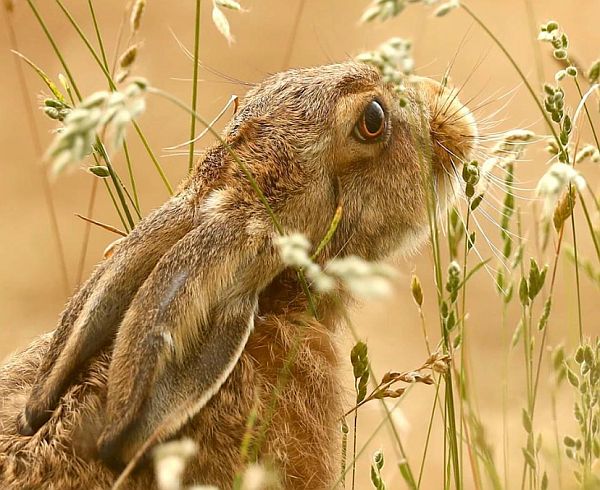 Close up of a Rabbit in a field.