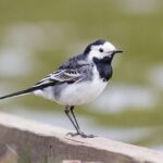 A Pied Wagtail.